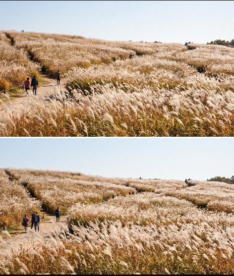 Visitors walking among silver grass fields at the Seoul Silver Grass Festival at Haneul Park in autumn