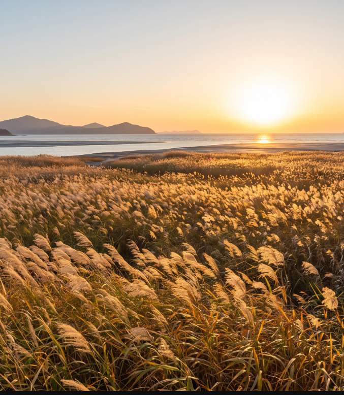 Gangjin Bay Dancing Reed Festival wooden deck walkway winding through the golden reed beds at Gangjin Bay Ecological Park
