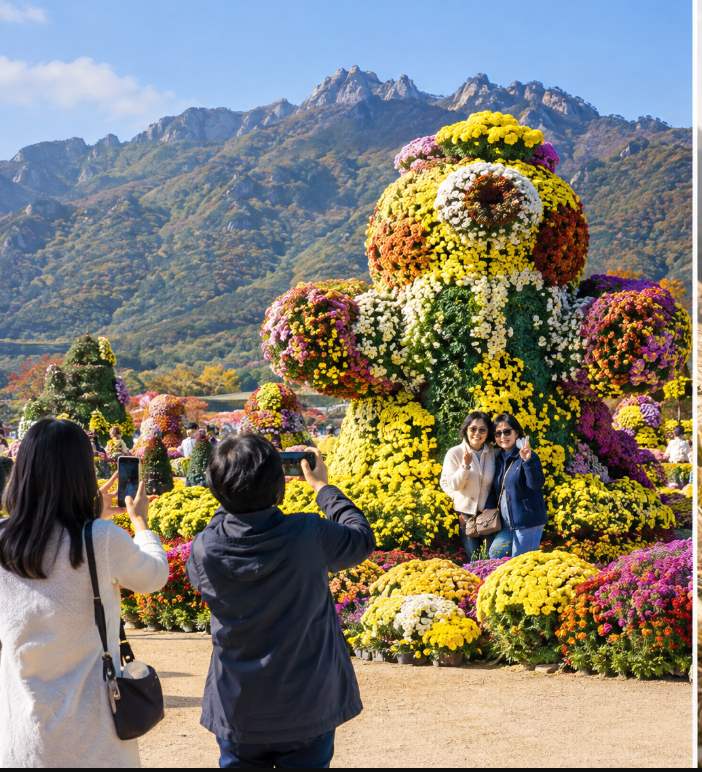 Chrysanthemum bonsai specimens displayed near the Gayageum Sanjo Memorial Hall at Wolchulsan Gichan Land