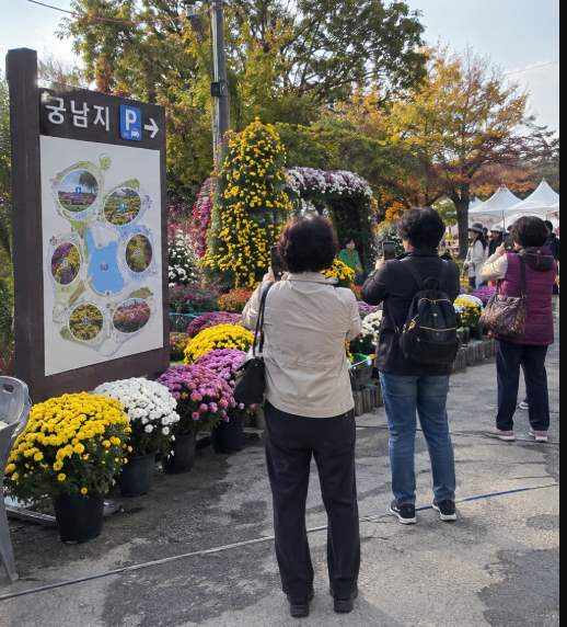 Visitors walking through the autumn chrysanthemum themed spaces at Gungnamji during the Buyeo Chrysanthemum Festival