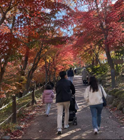 대구수목원 가을 산책로에 물든 단풍나무와 은행나무